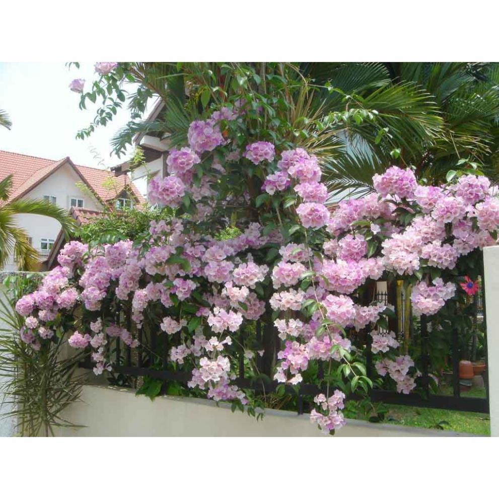 Dây ánh hồng hoa lan tỏi cao hơn m - Gửi cây trong bầu