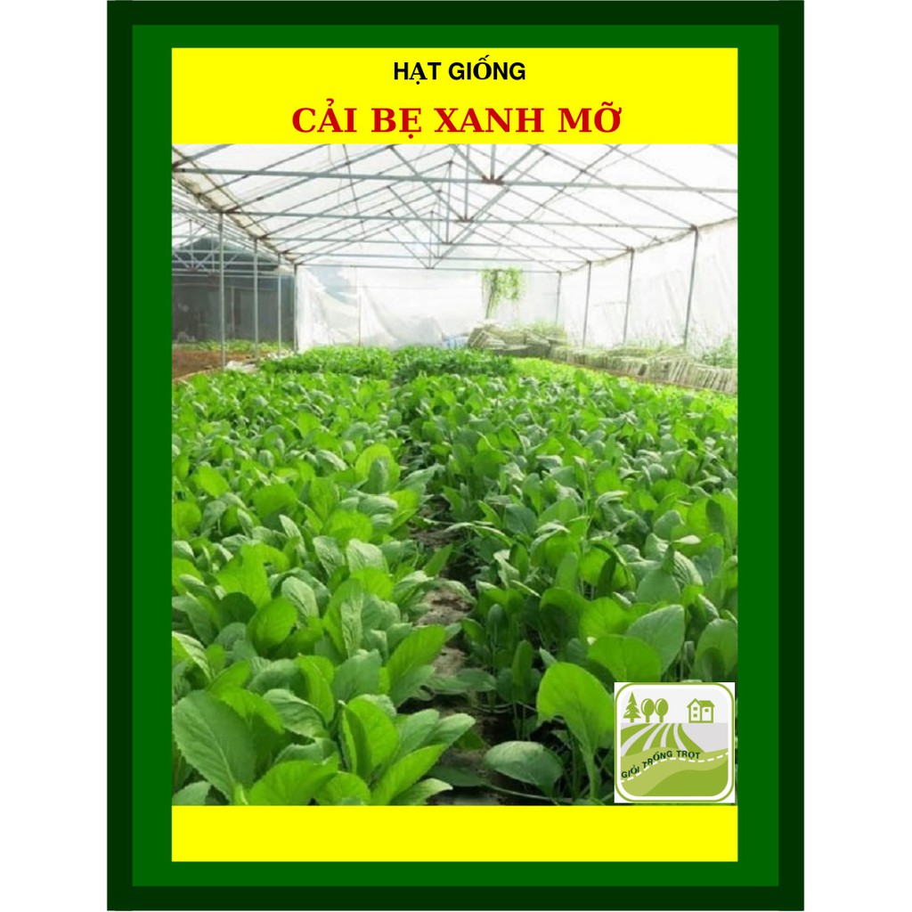 50g - hạt giống cải bẹ xanh mỡ