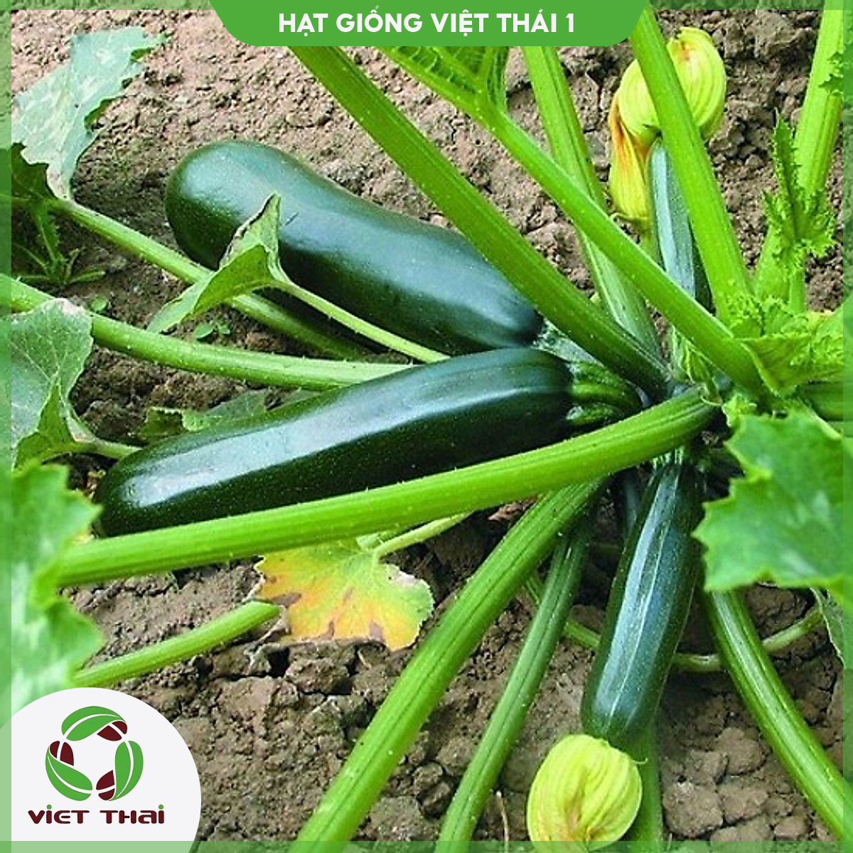 [SALE] Hạt giống Bí Ngồi xanh - HGVT1