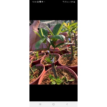 (XẢ) cây mẫu đơn sọc đột biến