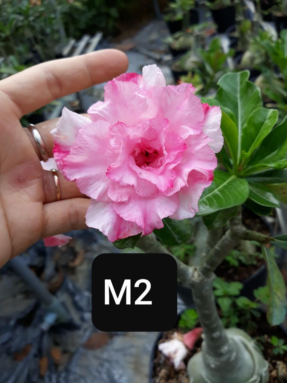 COM BO 3 CÂY HOA SỨ THÁI CÁNH KÉP