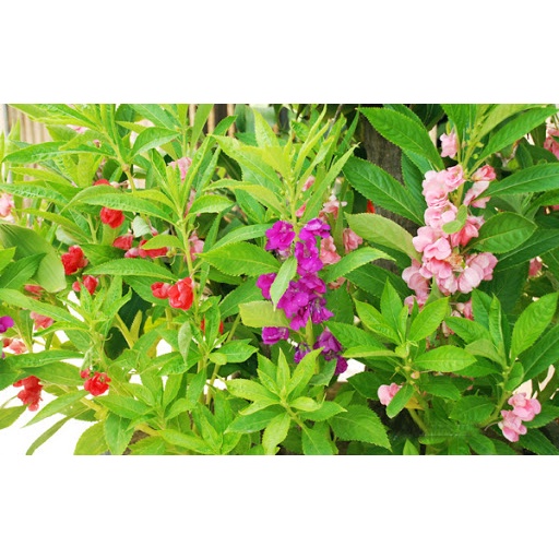 #Hạt giống hoa móng tay mix màu