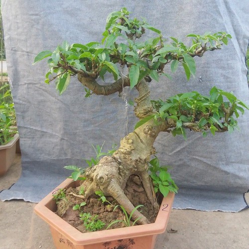 Cây sung bonsai để bàn