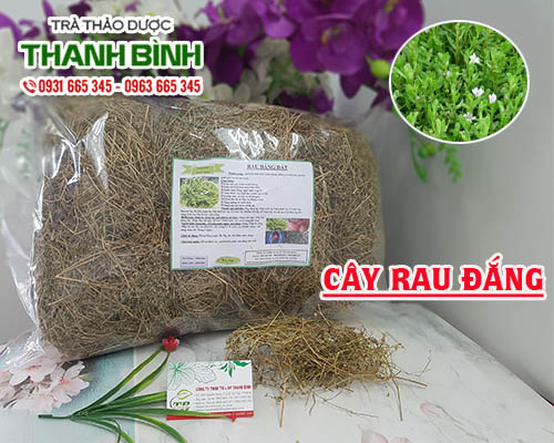 Cây Rau Đắng Khô 100g Hàng Chất Lượng- Dược Liệu Thanh Bình