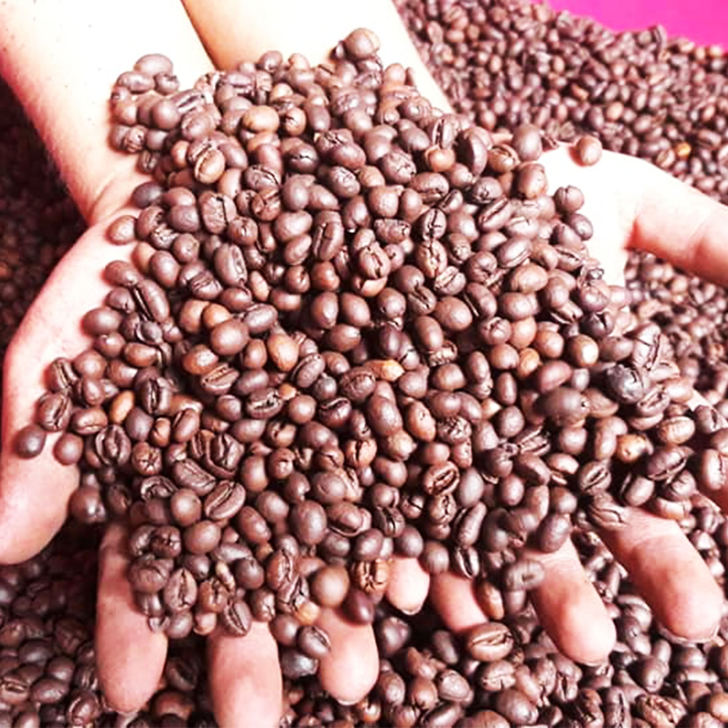 1kg Cà phê Culi Robusta hạt rang mộc