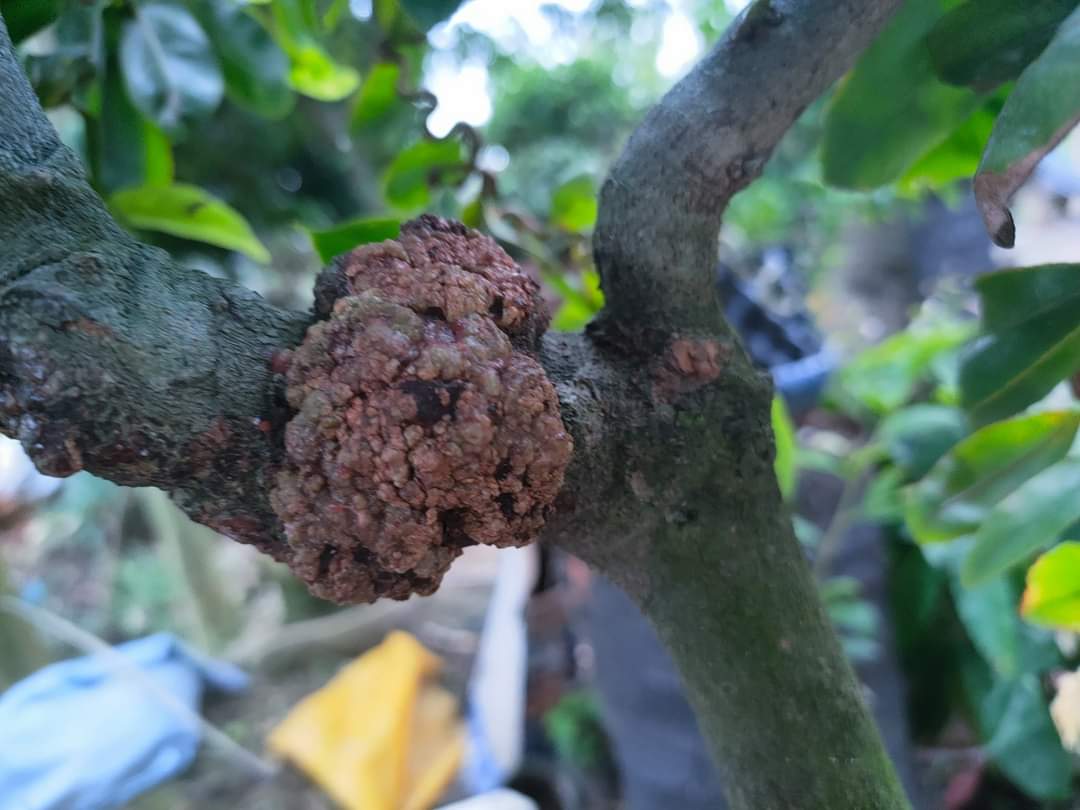 Mai Giảo Nu ( Xù )