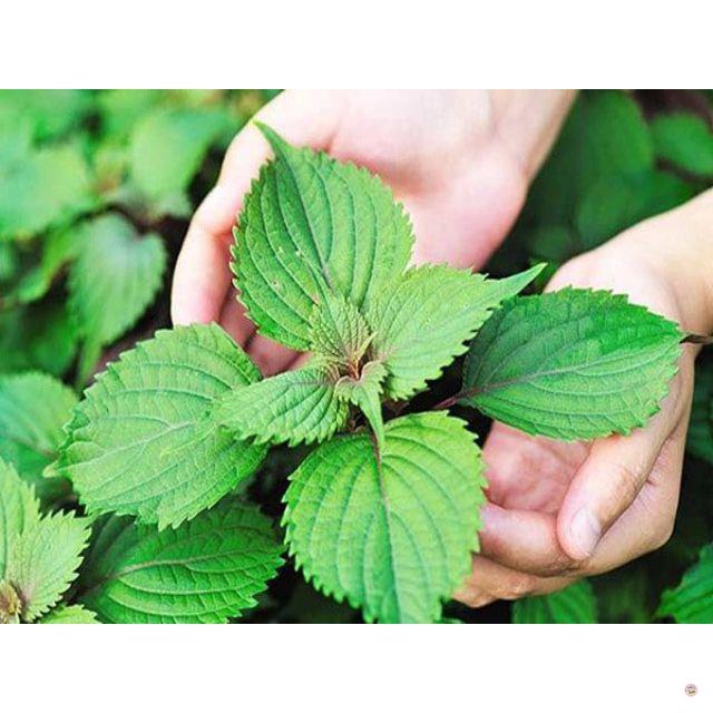HẠT GIỐNG TÍA TÔ - GÓI 2 GRAM