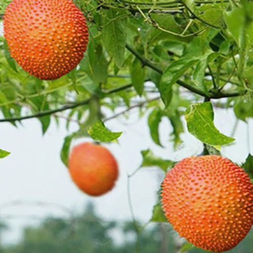 Hạt giống cây gấc cao sản ( 1 gói 10 hạt )