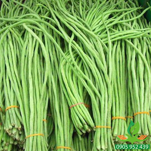 Hạt giống ĐẬU ĐŨA ( Hạt đen) 50g