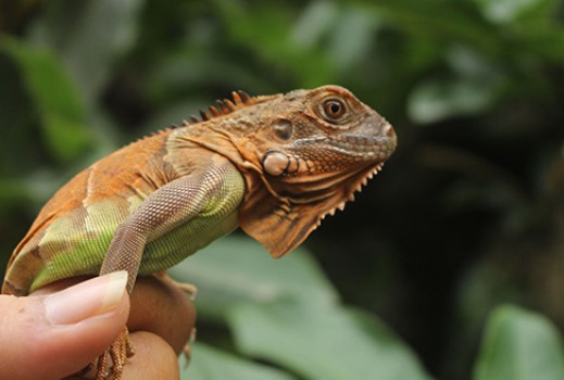 Iguana Rồng Nam Mỹ Đỏ Baby