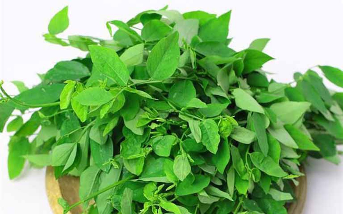 Hạt giống Cây rau ngót (Bồ ngót)