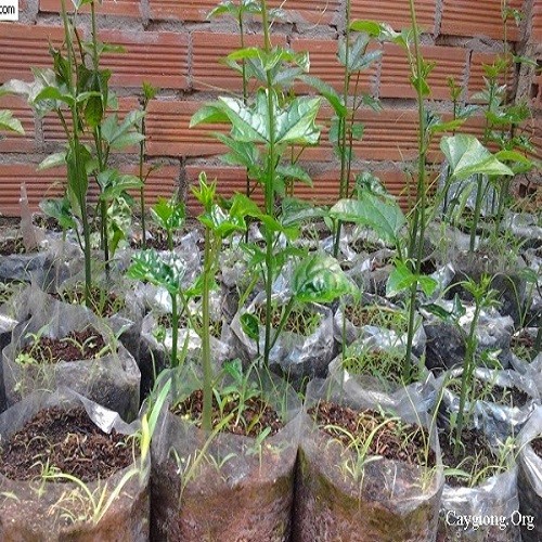 Combo 2 Cây giống gấc siêu trái - 556