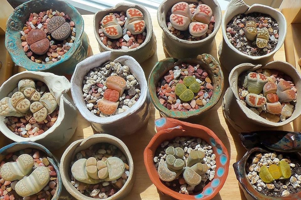 Mixed Live Stone (Lapis Lazuli) Seeds – 15 Seeds
