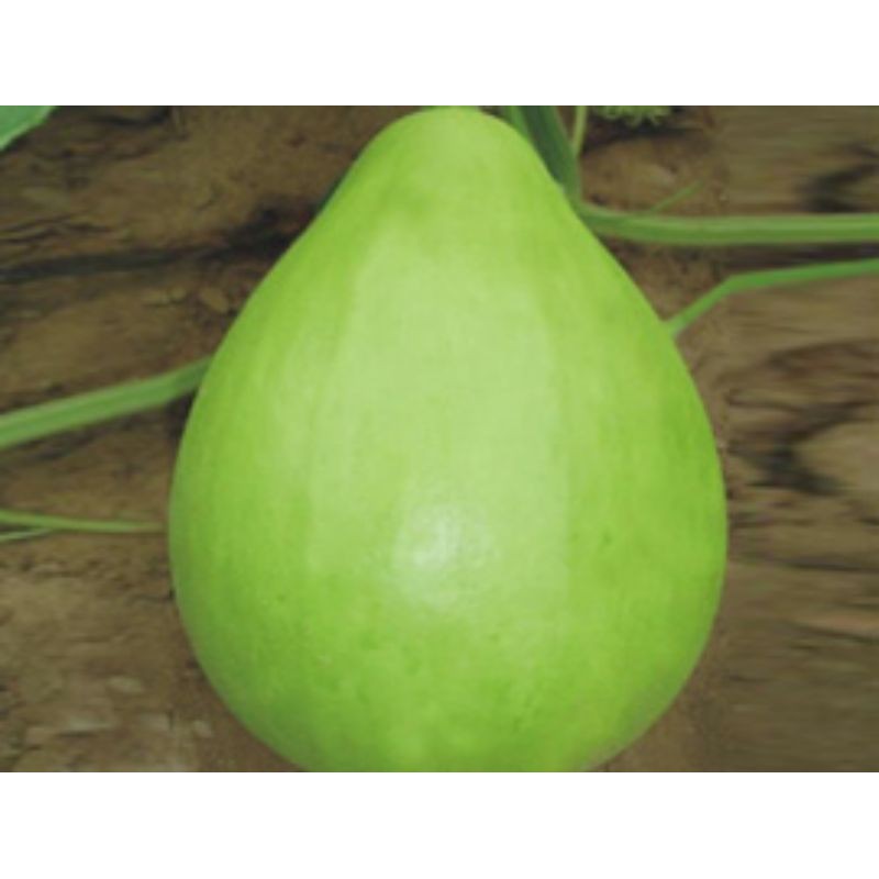 Hạt giống Bầu Gáo YUQI Đài Loan - 5 hạt