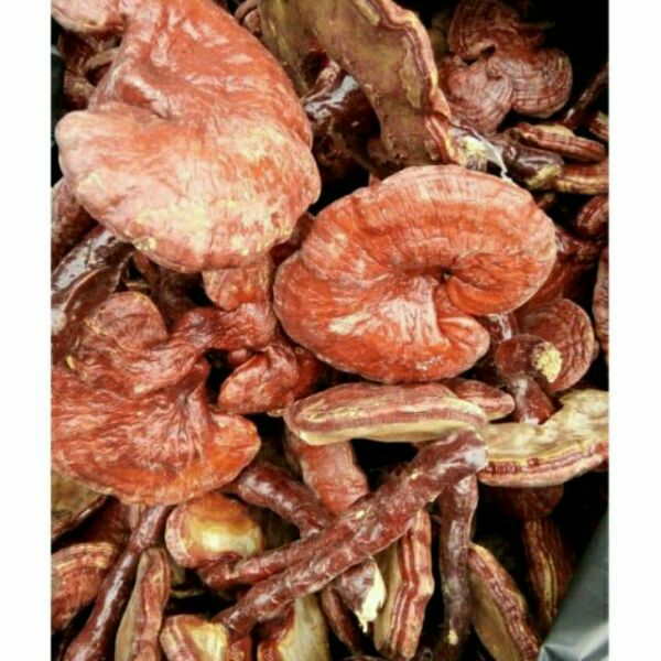 500g nấm linh chi đỏ