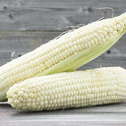 Hạt giống ngô nếp trắng - 20 gram