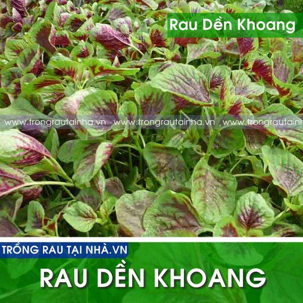RAU DỀN KHOANG cao sản ( gói 20g)