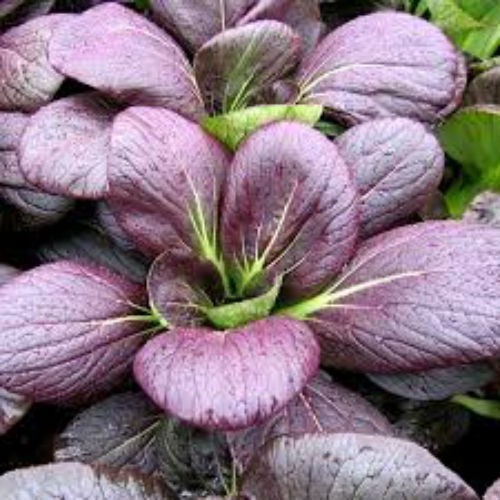 High Yield Red Mustard Seeds - Pack of 300 Seeds