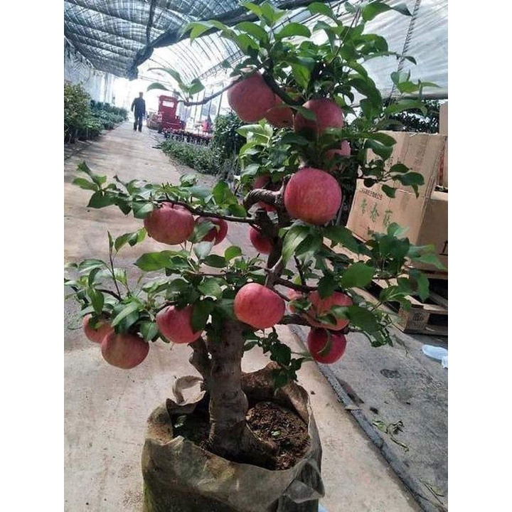 Giống Táo Đỏ Lùn F1 ( cây ghép siêu trái )