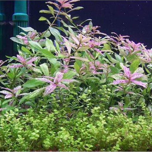 Combo 20 ngọn Cây Cắt Cắm SUNSET (LÁ CẠN) - Cây Thuỷ Sinh Không Cần Co2