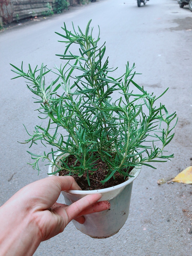 Chậu Hương Thảo