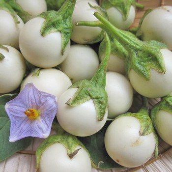 Hạt Giống Cà Pháo Trắng F1 Cao Sản - Phú Nông Seeds -  Trồng Rau Xanh Rau Sạch Bằng Đất Sạch, Xơ Dừa Mùn Dừa Và Phân Bón Hữu Cơ | Phân bón và Hạt Giống TP.HCM