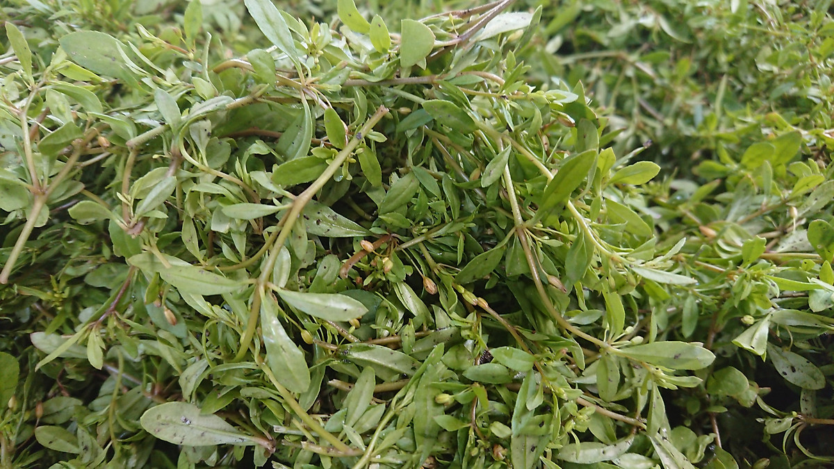 Hạt giống rau đắng đất -