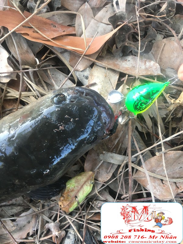 Nháy Gỗ Câu Cá Lóc 2 Thìa Thái Lan