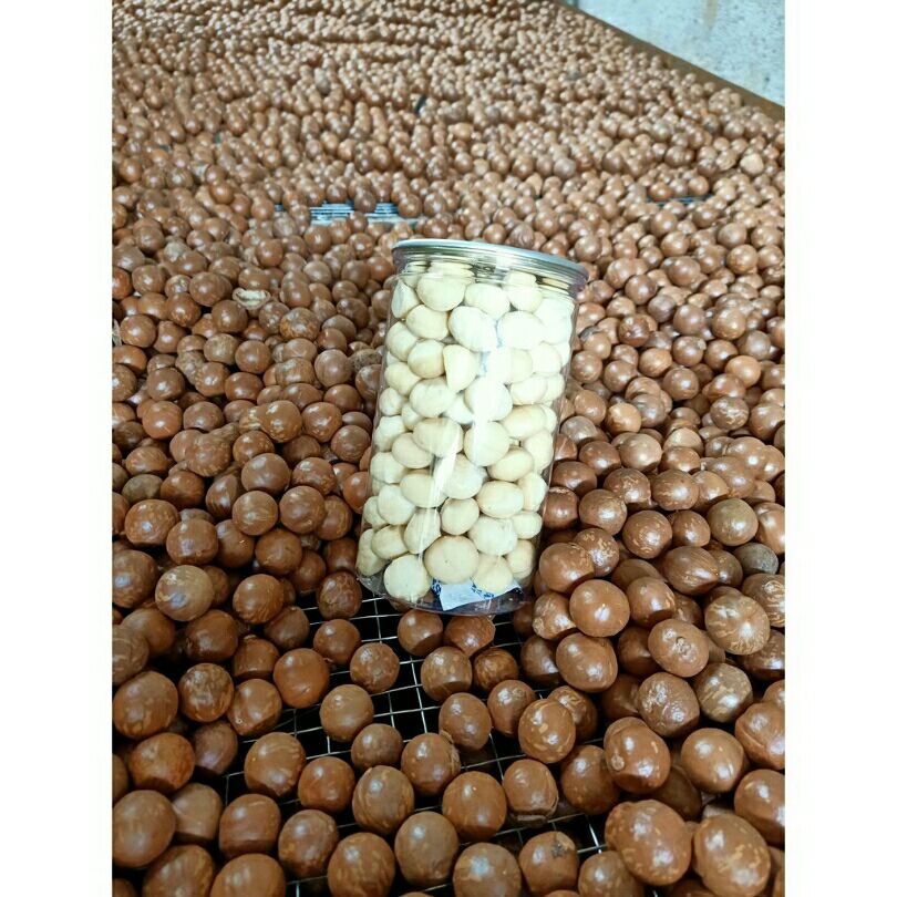 Hạt macca Đắc Lắc hàng loại 1