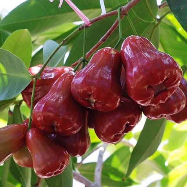 Cây RỎI ĐỎ THÁI LAN - SIÊU QUẢ, QUẢ TO, NGON NGỌT - CAM KẾT GIỐNG CHUẨN