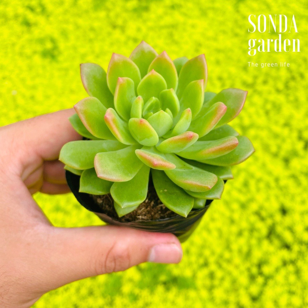 SEN ĐÁ MẶT TRỜI GIỐNG MỚI SIZE BÉ LỖI 1 ĐỔI 1