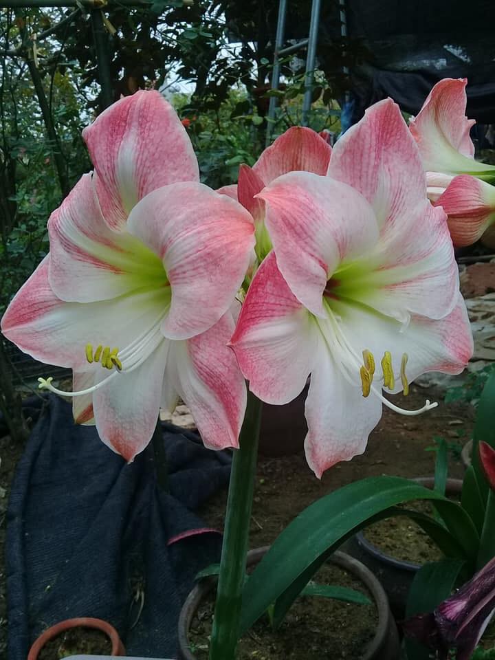 Củ giống hoa lan huệ tây mix màu ( được chọn màu )[Seeds]