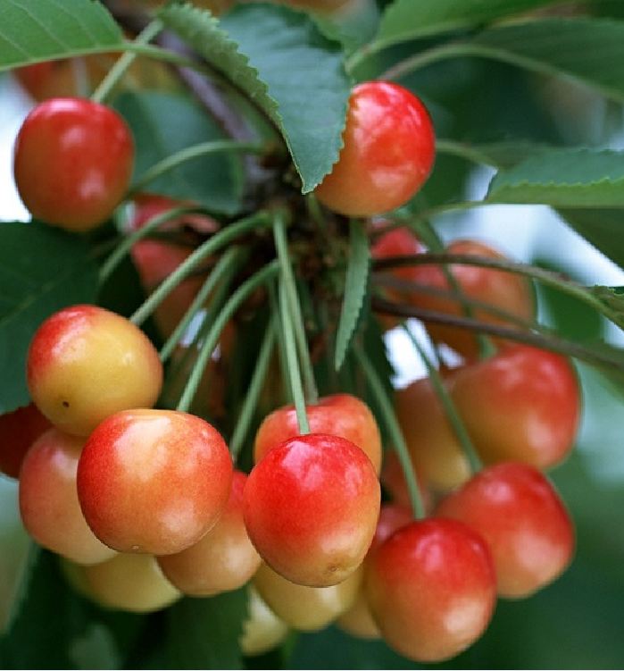 Hạt giống cây ăn trái anh đào( Cherry đỏ ) - ( 10 hạt Kèm gói kích thích hạt nảy mầm )