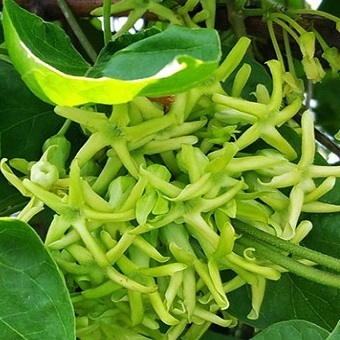 Cây giống hoa thiên lý - chậu cây y hình chụp