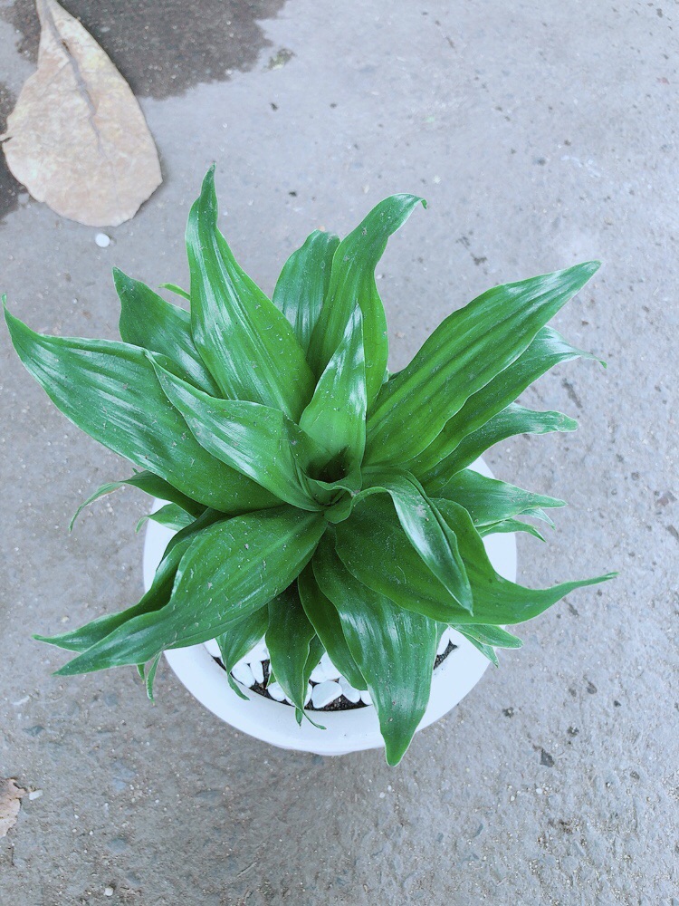 [HCM]Chậu Cây Phát Tài