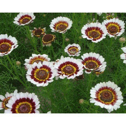 HẠT HOA CÚC CHI NHIỀU MÀU - GÓI 1 GRAM
