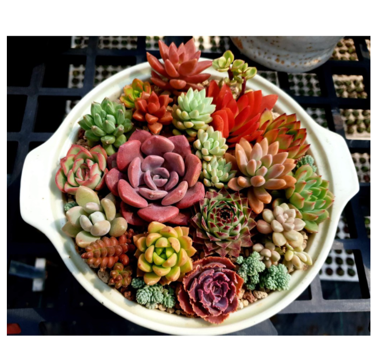 SEN ĐÁ ỐNG ĐIẾU - LỖI 1 ĐỔI 1