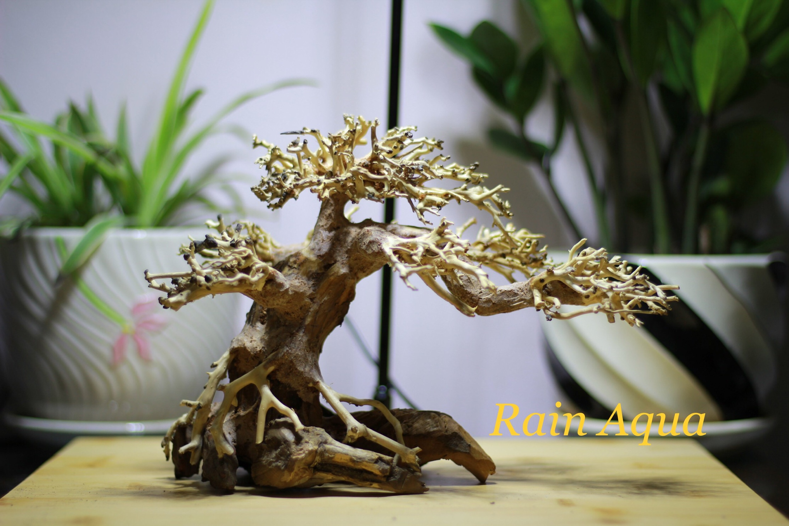 cây lũa bonsai dài 25cm, cao19cm (tặng kèm 1 tuýp keo dán cây)