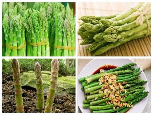 (FREESHIP Từ 50K) Cây giống măng tây combo 10 cây