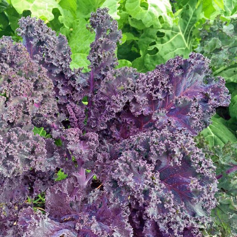 Hạt Giống cải Kale Xanh - Kale tím - Kale Khủng Long