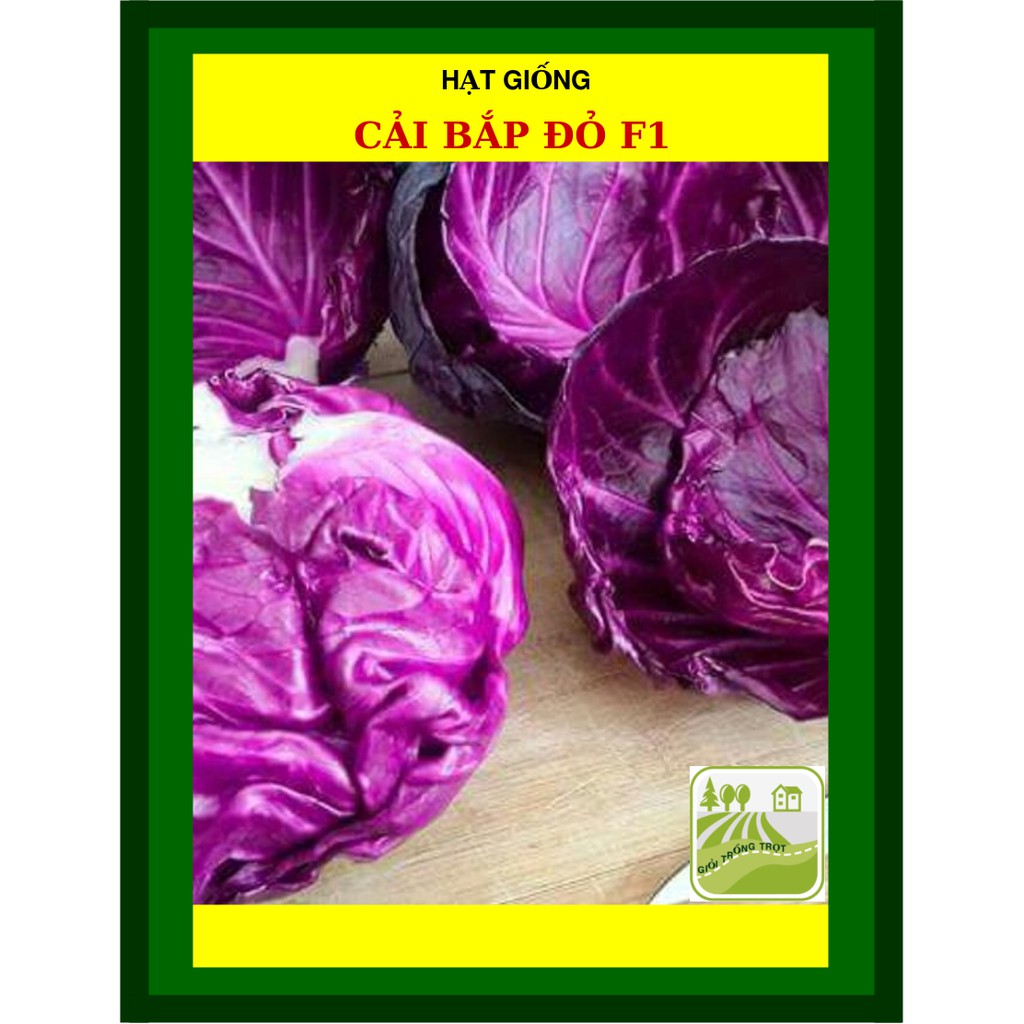 1G - Hạt Giống Cải Bắp Đỏ