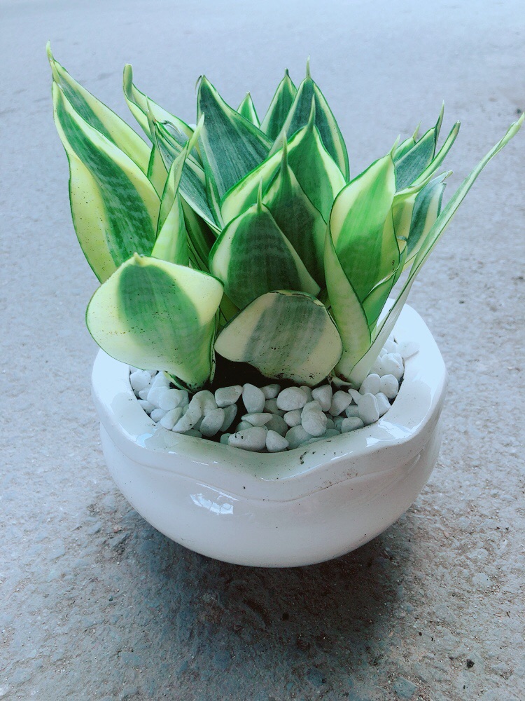 [HCM]Chậu Lưỡi Hổ Thái