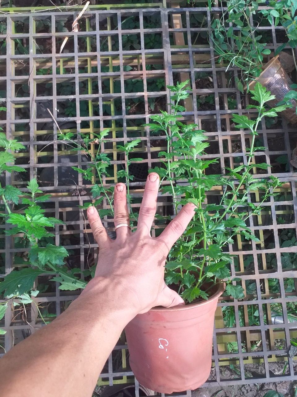 Cúc làm trà - Cây giống chậu to (cúc cổ, cúc kim, cúc chi, cúc bạch)