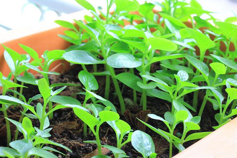 HẠT GIỐNG MỒNG TƠI CAO SẢN (LÁ TO) PHÚ NÔNG 20GR