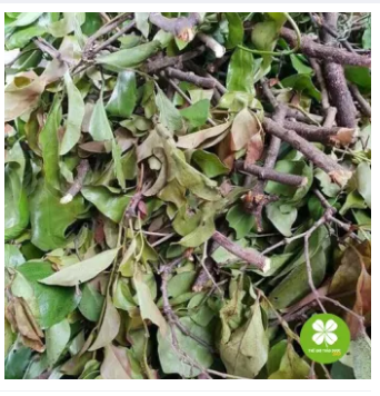 1KG Cây tầm gửi gạo khô - LV238