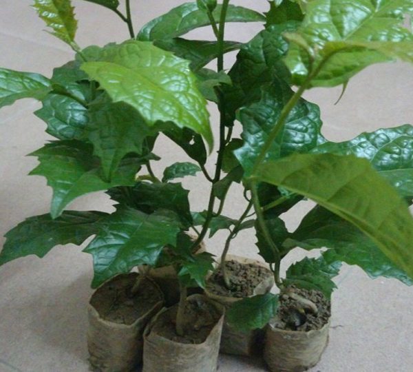 [XẢ KHO] Cây xạ đen - Cây giống loại 01