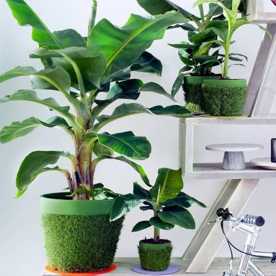 chuối già lùn mini