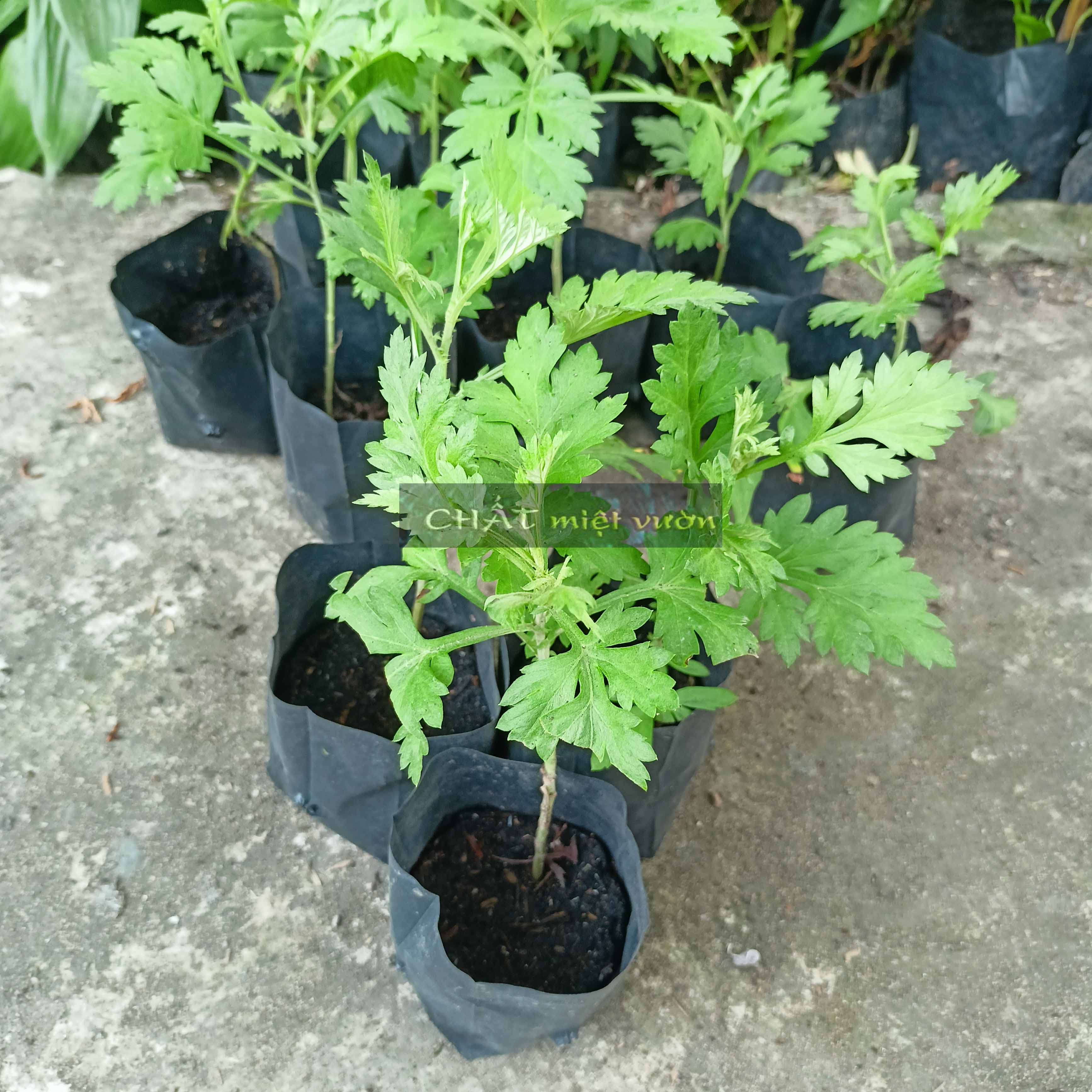 Cây giống ngải cứu - Cây thuốc nam (cây cao 20-35cm như hình)