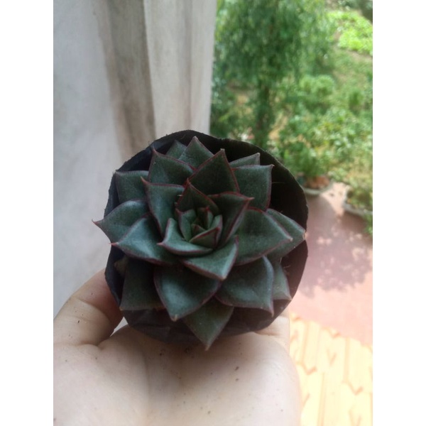 sen đá hoa hồng đen viền đỏ