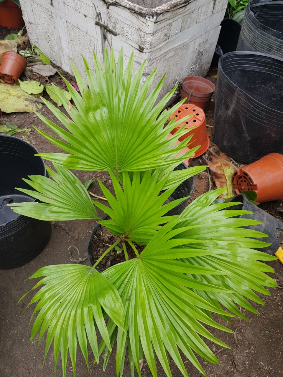 combo cau tiểu trâm và cọ kiểng